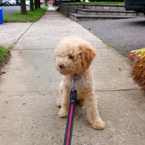 Meet your Posher, Talia - Picture 1 of 1